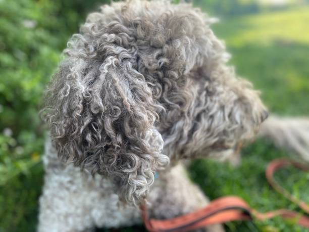 istock Cute Labradoodle in the Park 1494923046