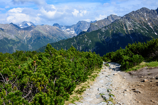 In the foreground: a footpath and mountain pine. The peaks of the Tatra National Park. View from the blue tourist trail leading from Morskie Oko to the valley of Five Ponds.