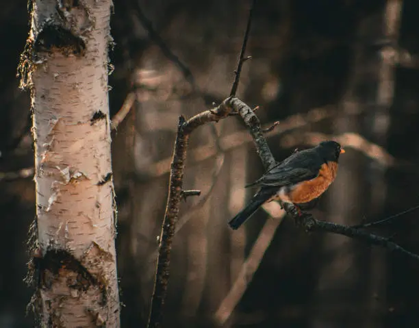 Springtime Robin on a tree branch