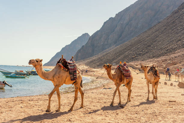 istock Camel caravan for tourists. A camelback Bedouin safari ride in Dahab. Egypt. 1494924715