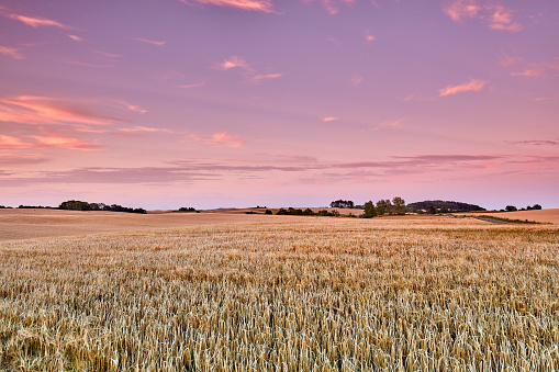 Beautiful sunset panorama over an open country field with wheat and barley crop during a summer evening