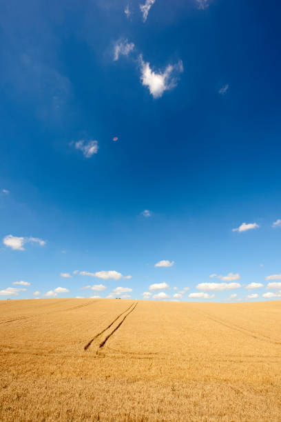Countryside in harvest stock photo