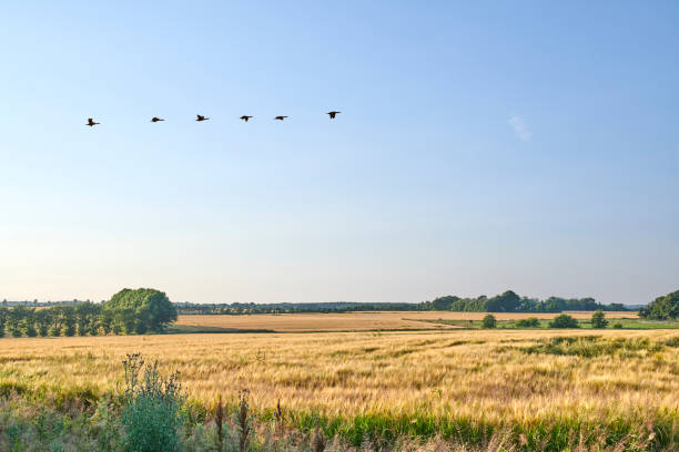 istock Countryside in harvest 1494925517