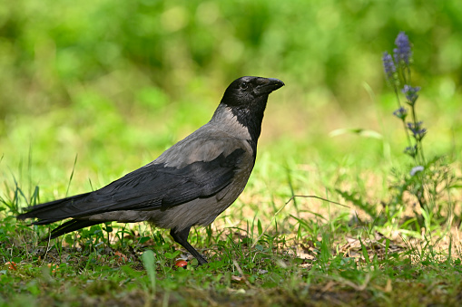 Common Raven Struts Across A Road