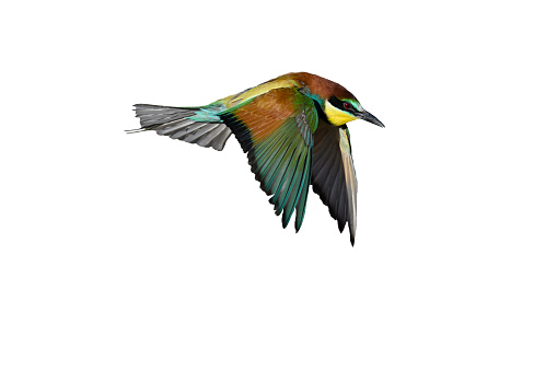 Bee-eater in flight on a white background