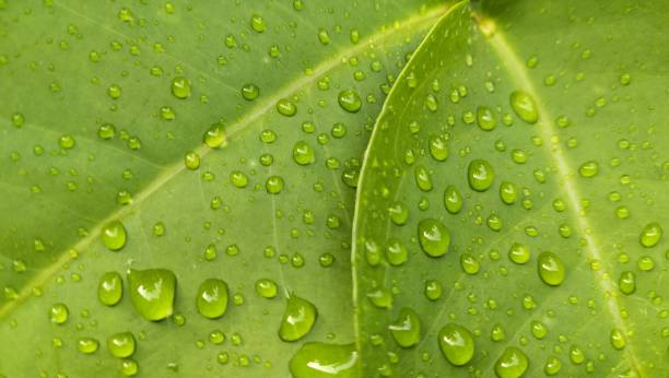 istock background of raindrops on green leaves 1494925692