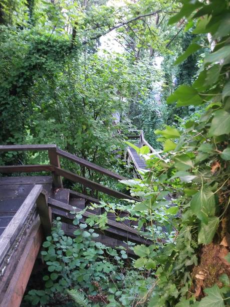 istock Wood Stairs in Forest 1494925709