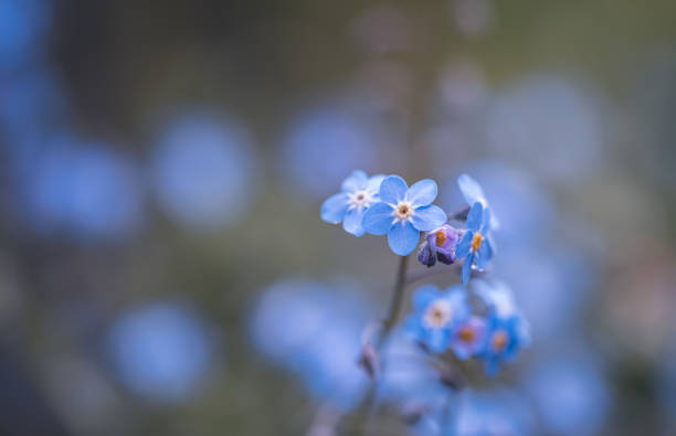 istock little blue flowers forget me not 1494927991