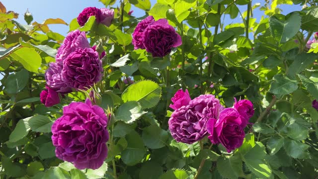 Rose bush with beautiful purple flowers.