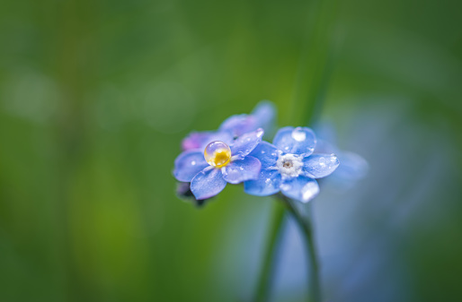 Forget-me-not flowers with water drops  shallow depth of field