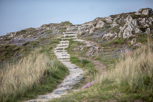 Stoney path with steps leading to the top of a hill - surrounded by flowers and grasses.
