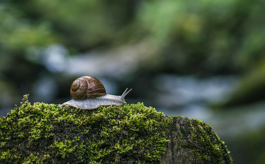 Snail crawling on the green moss with blurred background, shallow depth of field