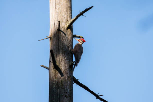 istock A pileated woodpecker (dryocopus pileatus) perched on a tree looking towards the sun 1494933484