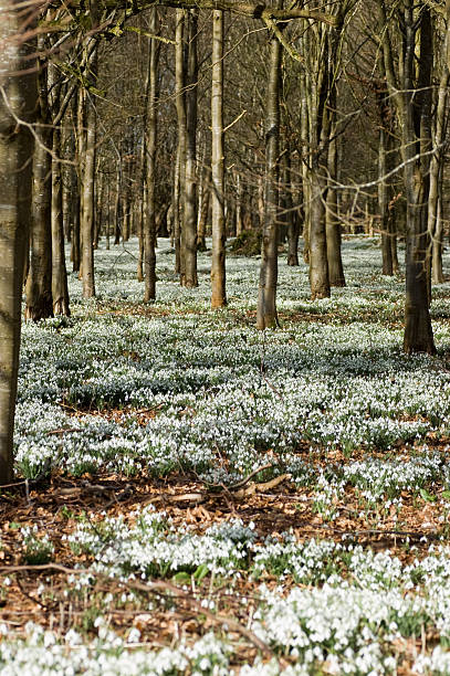 Snowdrops in woodland, vertical View of a wood carpeted with blooming snowdrops.  Welford Park, near Newbury, Berkshire. snowdrops in woodland stock pictures, royalty-free photos & images