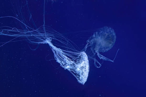 istock Fluorescent jellyfish swimming underwater aquarium pool with blue neon light 1494935171