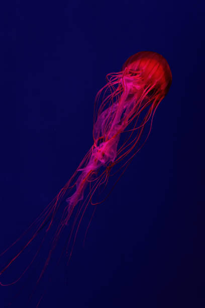 istock Fluorescent jellyfish swimming underwater aquarium pool with red neon light. 1494935175