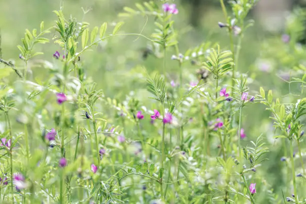 Vicia sativa or common vetch flowers on a meadow in the summer. selective focus