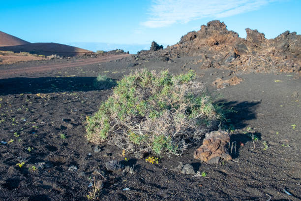 istock volcanic landscape in Lanzarote 1494937885