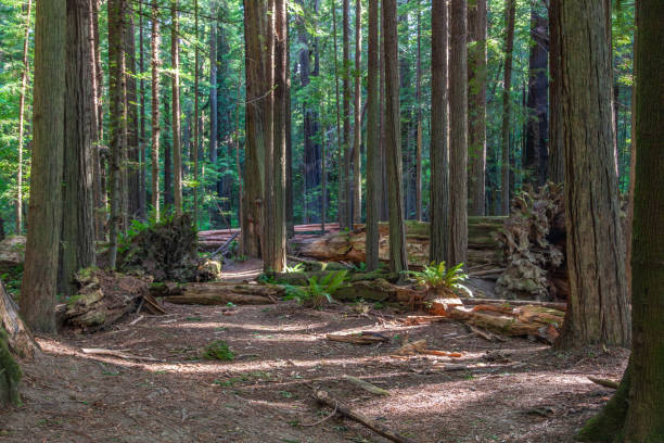 beautiful wild forest with redwood trees at cabrillo Highway, USA