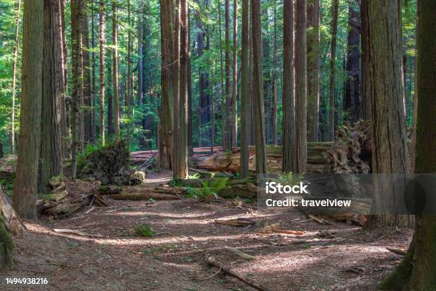 Beautiful Wild Forest At Cabrillo Highway Usa Stock Photo - Download Image Now - Forest, Redwood Forest, Redwood Tree