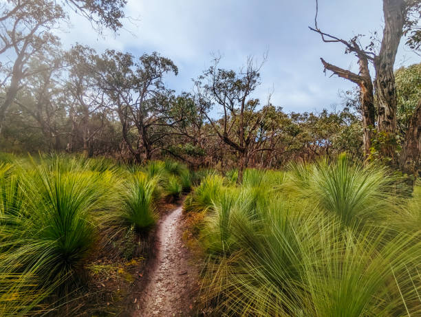 istock Anglesea Mountain Bike Park in Australia 1494938314