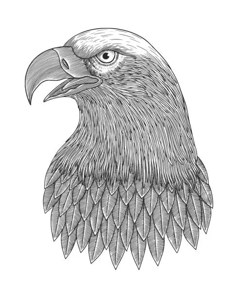Vector illustration of Bald eagle head, vector vintage Engraving drawing style Illustration