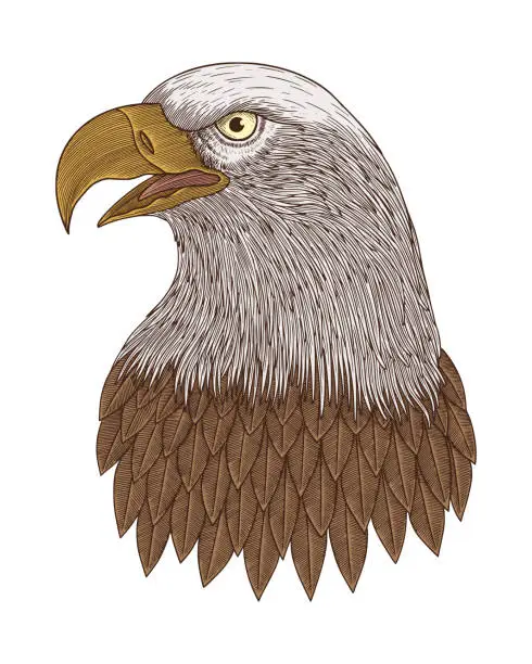 Vector illustration of Bald eagle head, vector vintage Engraving drawing style Illustration