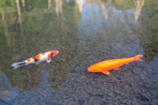 large koi pond.
