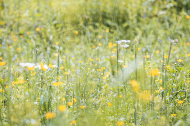 Wildflowers in the meadow in summer, selective focus