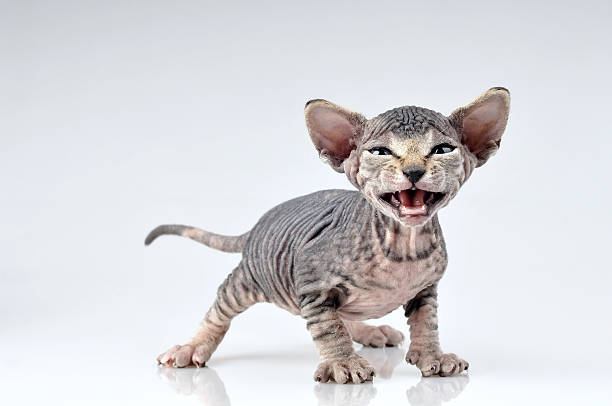 Canadian sphynx stock photo