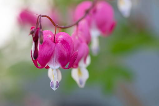 Close-up of the flowers of bleeding hearts.
