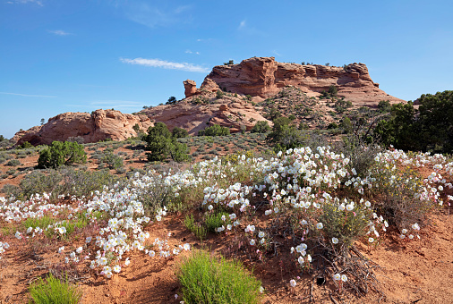 White Pale Evening Primrose wildflowers in the Utah desert with a red sandstone formation with a clear blue sky.