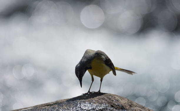 istock yellow wagtail on a rock in the river 1494950611