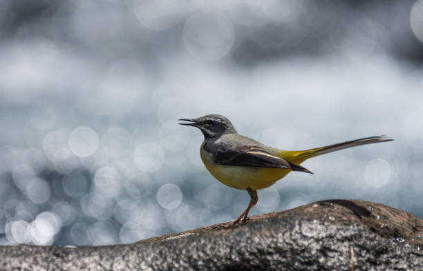 istock yellow wagtail on a rock in the river 1494950990