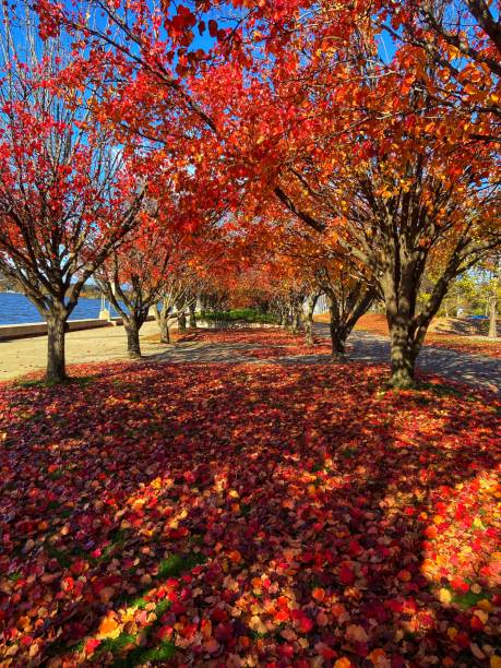 Beautiful autumn trees in sunlight