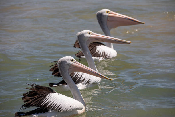 istock A trio of pelicans 1494951823