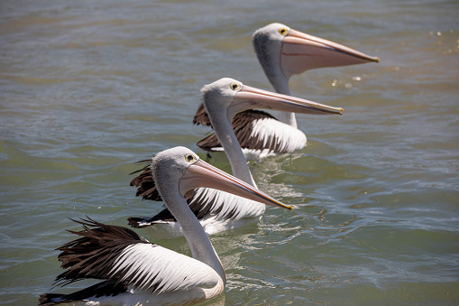 A photo of 3 pelicans swimming on the water surface