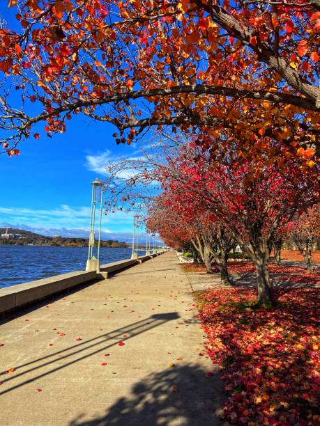 istock Pedestrian walk way between lake and autumn trees 1494951827