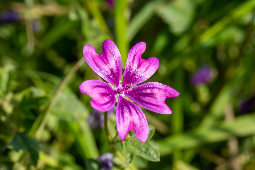 Flowers of Malva, herbaceous plants in the family Malvaceae mallow
