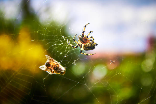 istock Garden spider araneus diadematus catching a bee in its web 1494953254