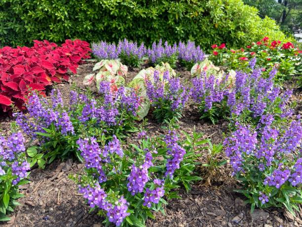 istock Multicolored flowers in Montgomery, Alabama 1494956686