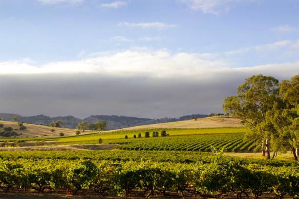 istock Morning in the Valley 1494958099