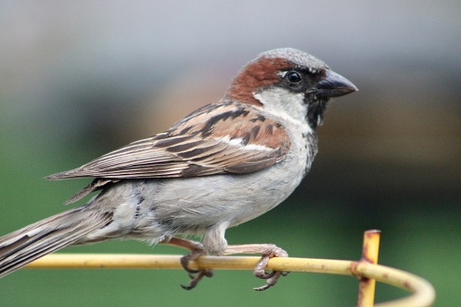 A male house sparrow that is perched on a thin metal wire.