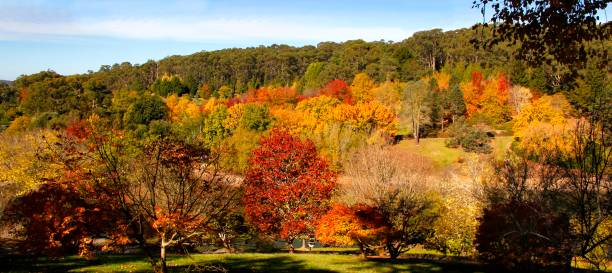 istock Autumn Gold in the Parkland 1494958713