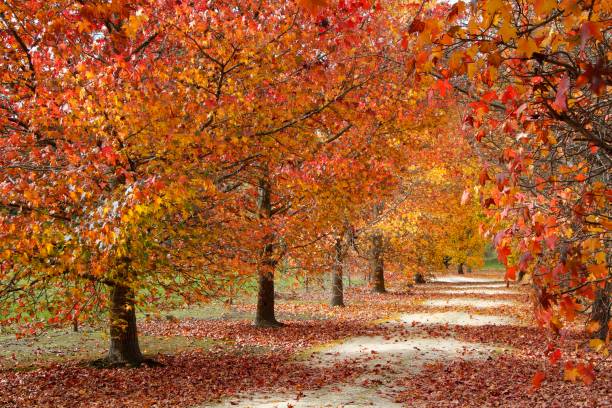 istock Autumn Gold in the Trees 1494958727