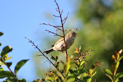 House Sparrow in an apple tree surrounded by apple blossom in bright morning sunlight.