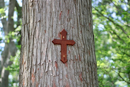 A red cross that was nailed to the bark of a tree trunk.