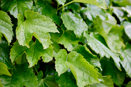 Free Stock Photo of Boston ivy Download Free Images and Free Free Stock Photo of Boston ivy Download Free Images and Free