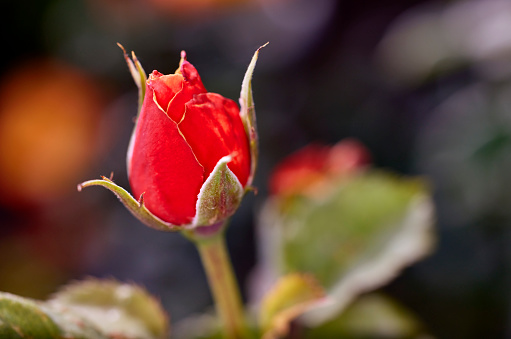 Close up of a Red Rose Bud  with shallow depth of field