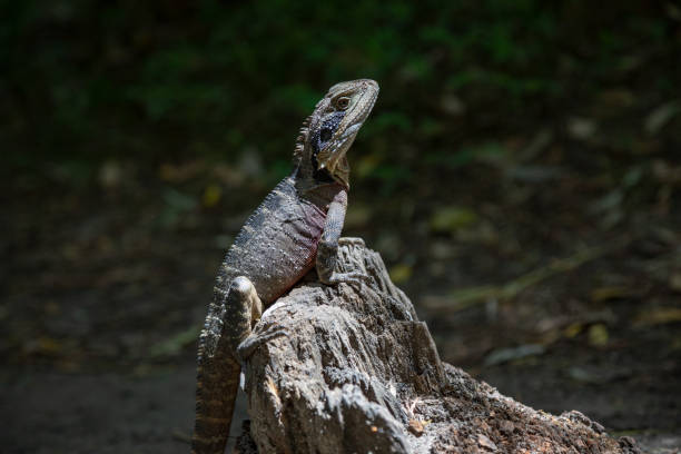 istock Australian water dragon is sitting on a log 1494962963